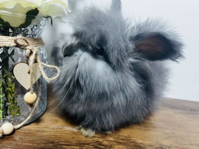 Fluffy english angora babies