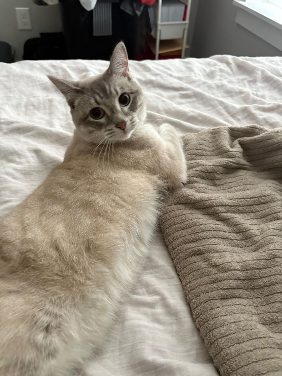 Lynx Point Cat looking for a loving home