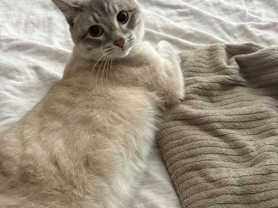 Lynx Point Cat looking for a loving home