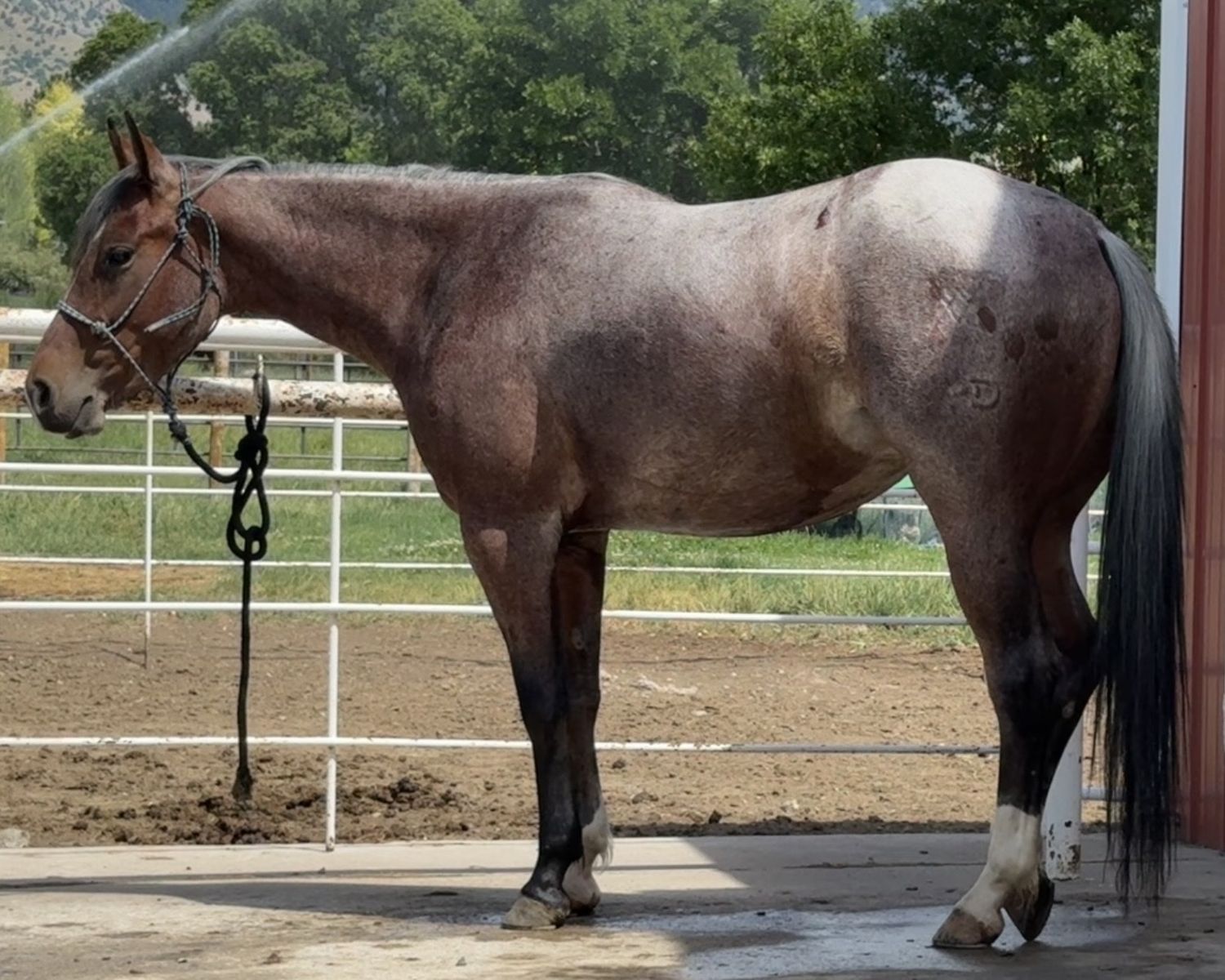 Cow/Cutting Bred Mare - Magneticat & Docs Hickory Lineage - Performance Ready