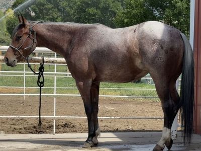 Cow/Cutting Bred Mare - Magneticat & Docs Hickory Lineage - Performance Ready