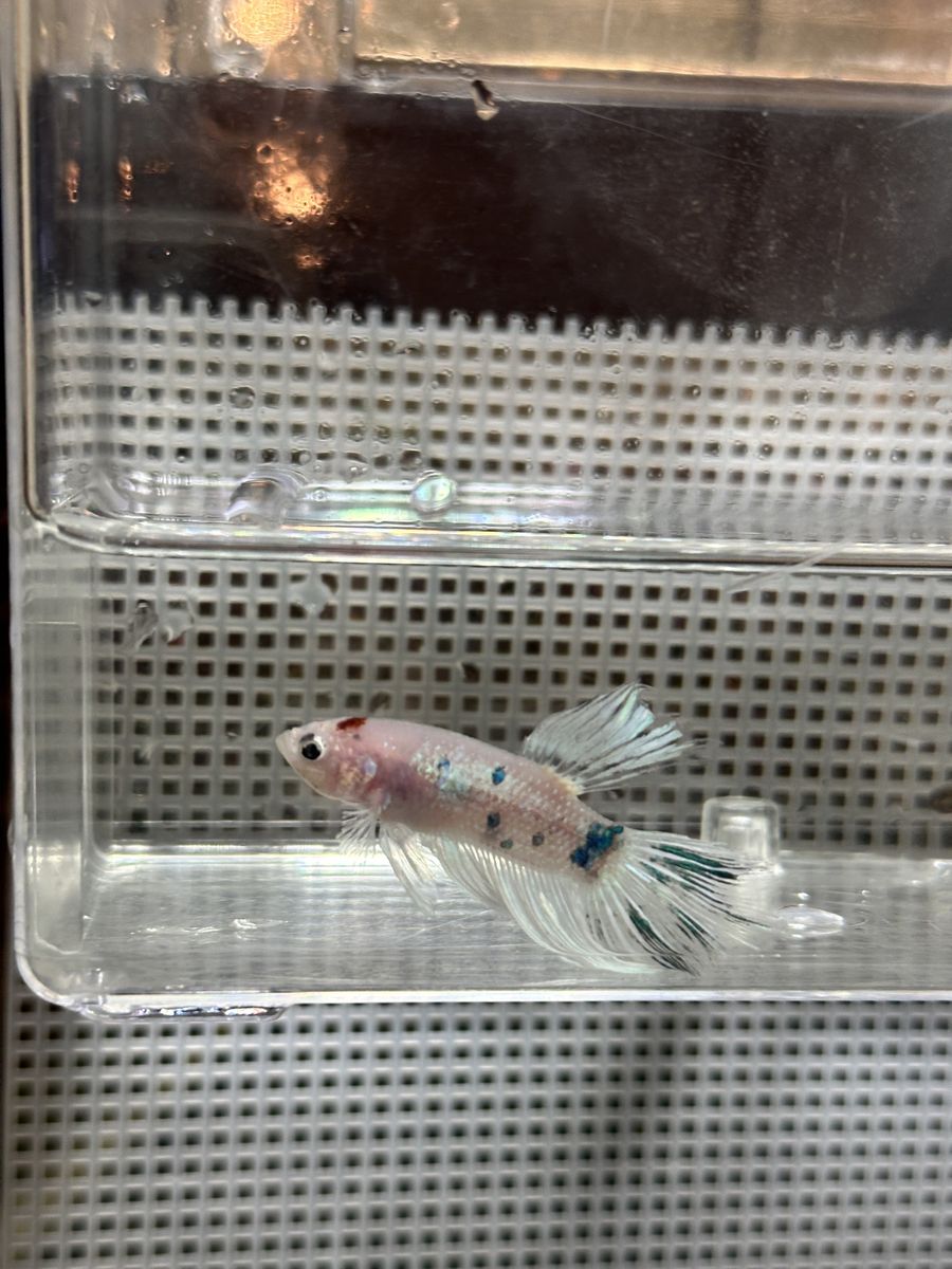 Male Koi Betta Fish ( free plant)