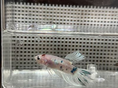Male Koi Betta Fish ( free plant)