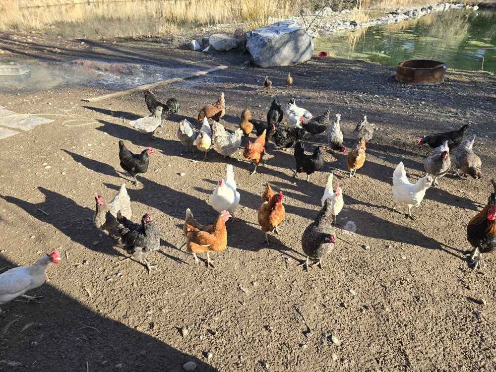 looking for hens