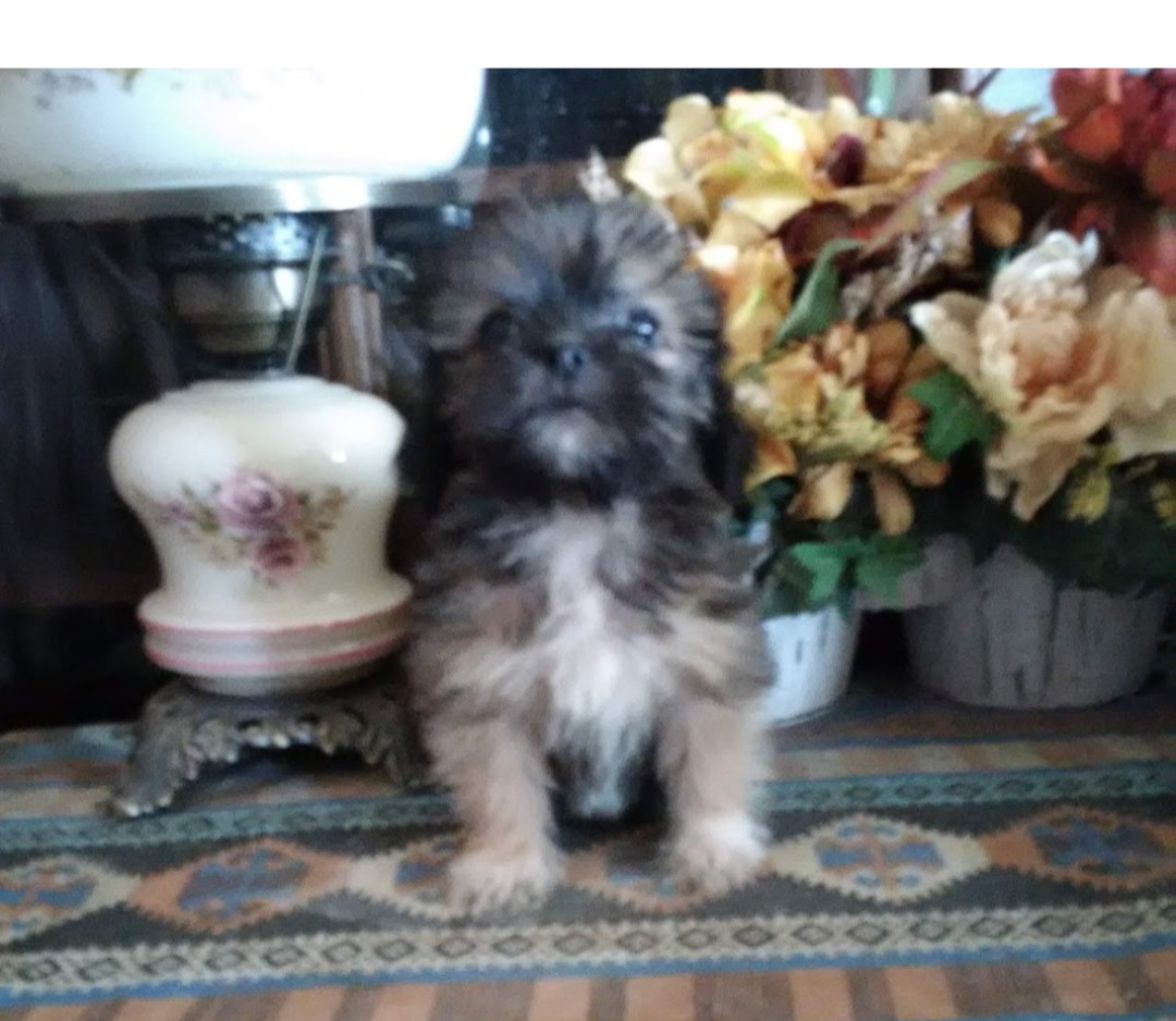 Poodle and Klee Kai ( toy husky type) male pup