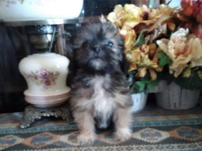 Poodle and Klee Kai ( toy husky type) male pup