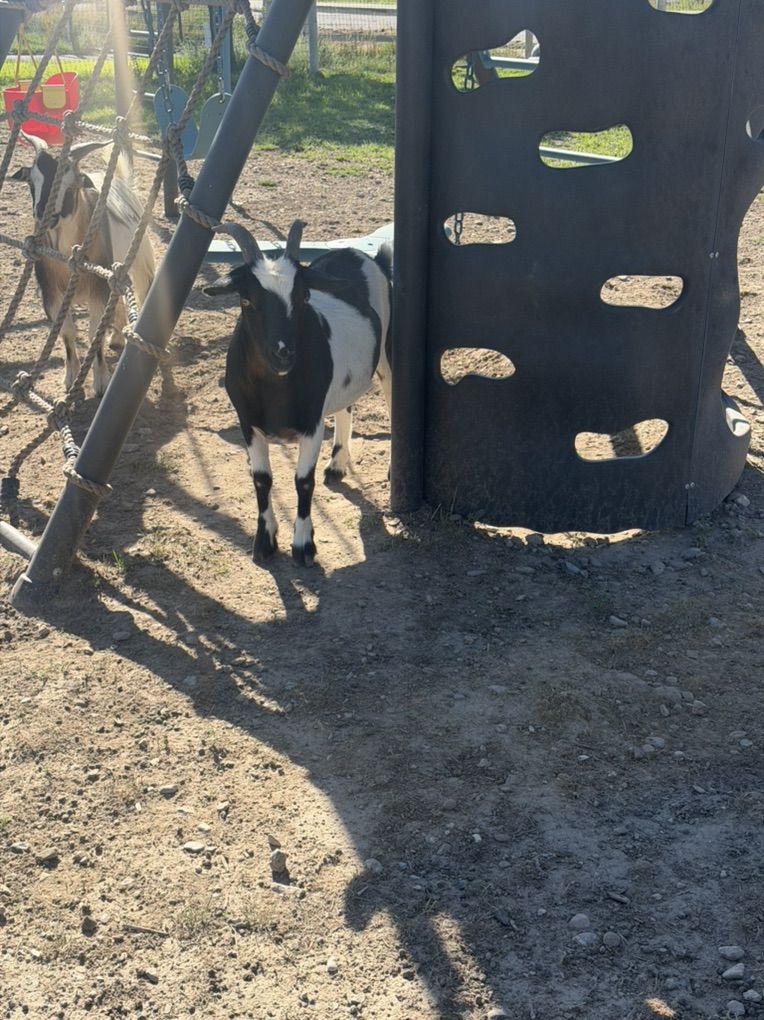 Nigerian Dwarf & 3 Fainting Goats