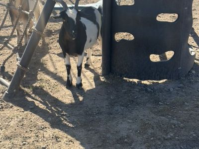 Nigerian Dwarf & 3 Fainting Goats