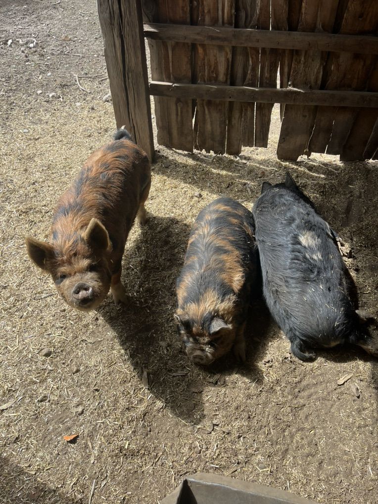 3 Kune Kune Sows