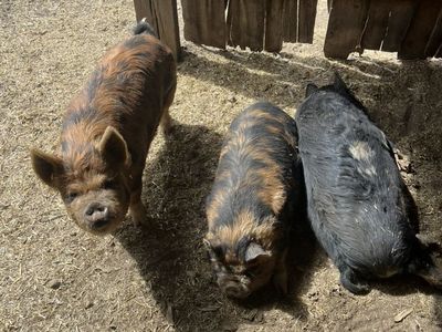 3 Kune Kune Sows