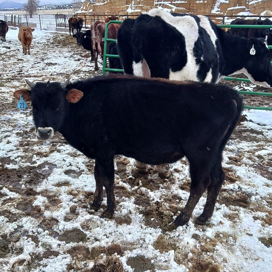yearling jersey steer