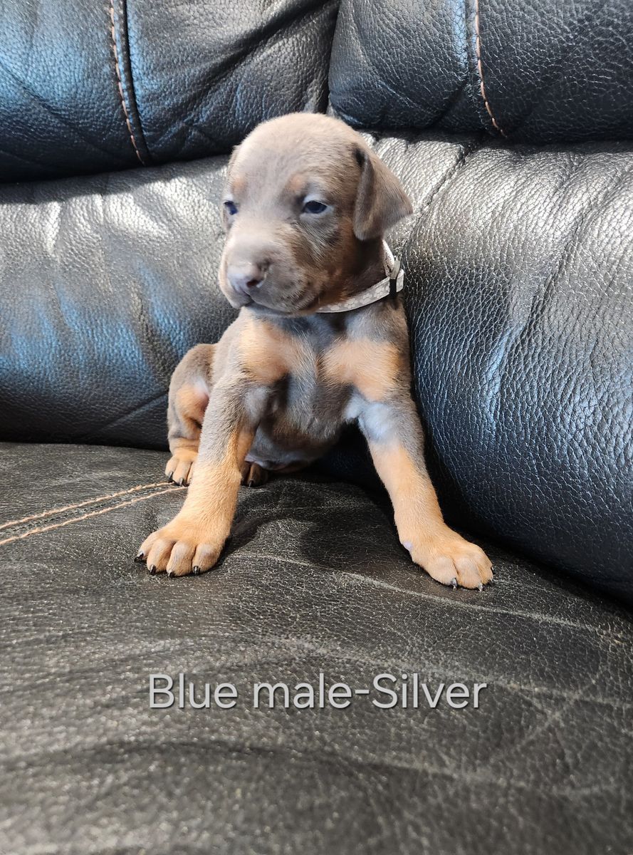 Doberman Puppy's READY TO GO April 15th!