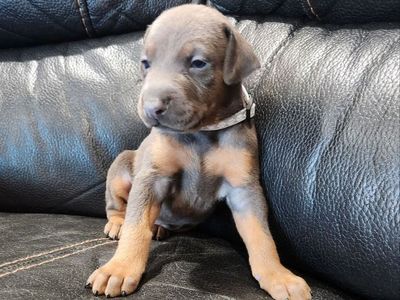 Doberman Puppy's READY TO GO April 15th!