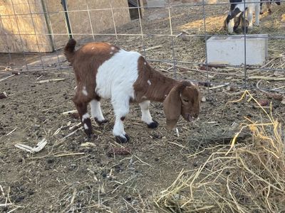 Dapple buckling