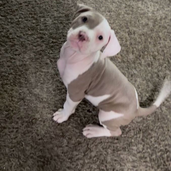ABR American Bully Puppies - Ready for Their Forever Homes!