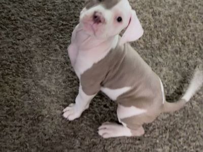ABR American Bully Puppies - Ready for Their Forever Homes!