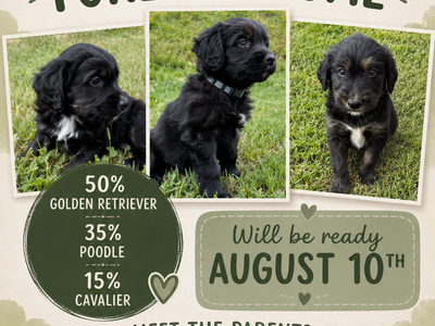 Goldendoodle Cavapoo Puppies