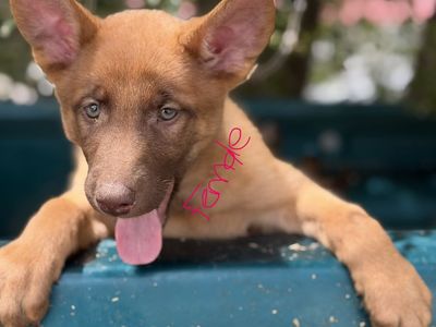 Belgian Shepherds
