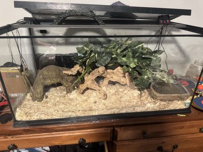 Python Tank