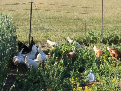 Pullets, hens