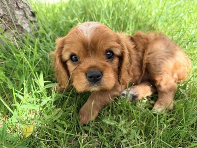 Purebred Cavalier King Charles Spaniel Puppy – Ruby Male, AKC Parents