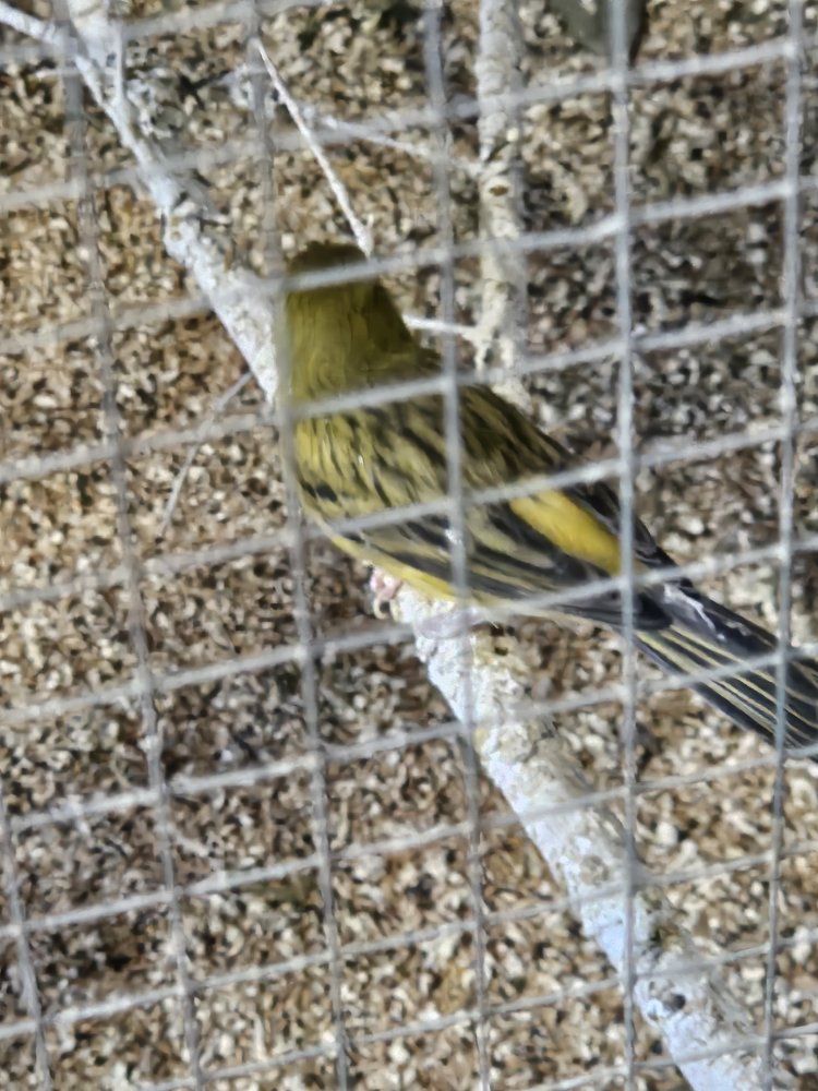 special need Canary and Java,