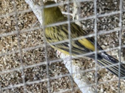 special need Canary and Java,