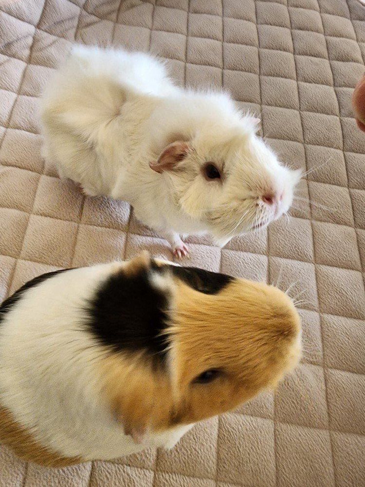 Male Bonded Guinea Pigs Looking for Loving Home