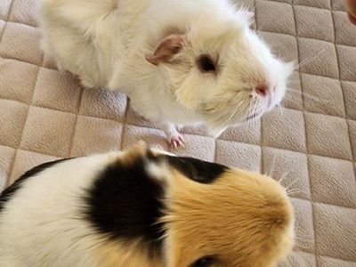 Male Bonded Guinea Pigs Looking for Loving Home