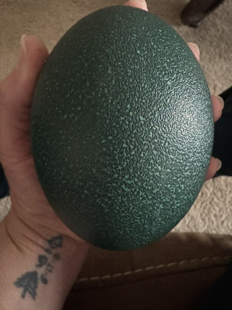 Fertilized Emu Eggs