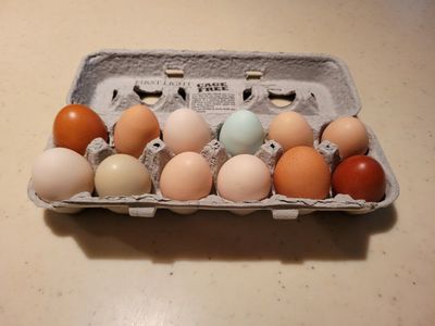 Free Range Eggs