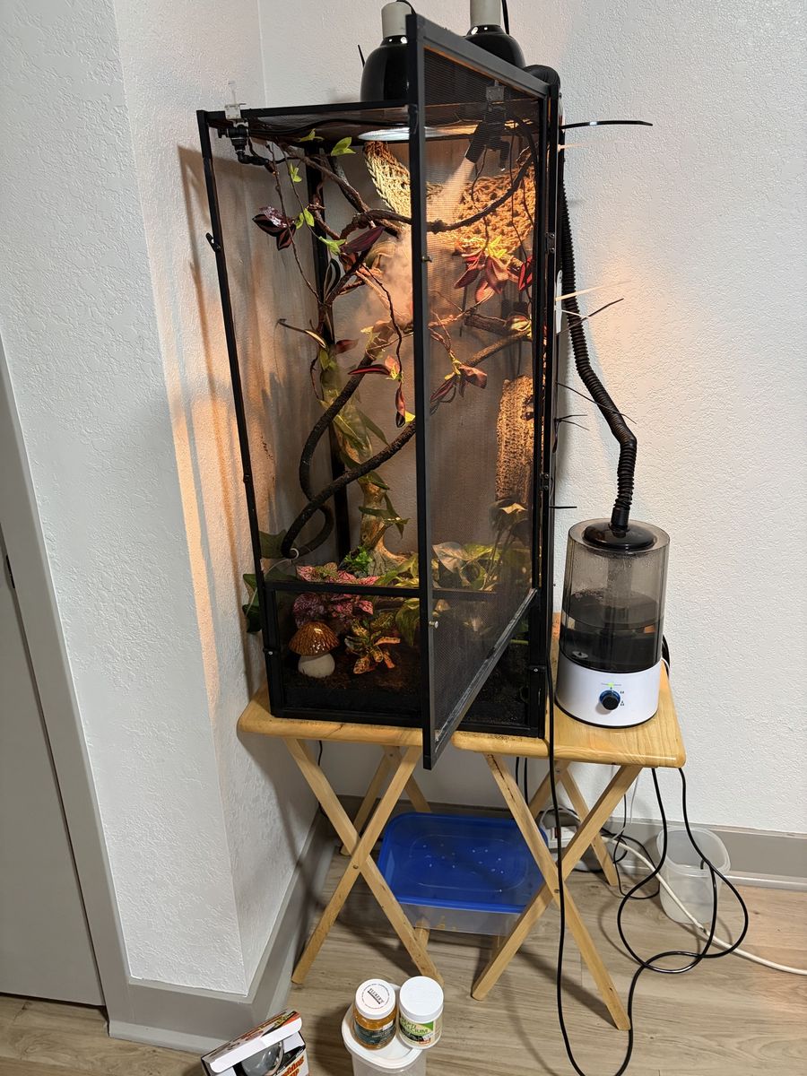 Pet Chameleon and Everything With Her.