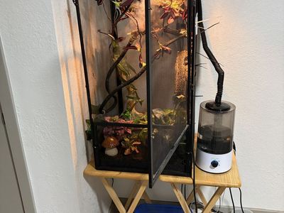 Pet Chameleon and Everything With Her.