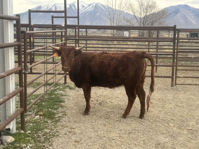 18 Month Old Dexter Gelbvieh Cross Heffer