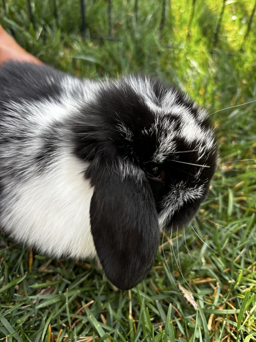 Pedigreed Female Mini Lop (5 Weeks Old)