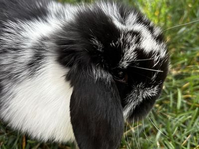 Pedigreed Female Mini Lop (5 Weeks Old)