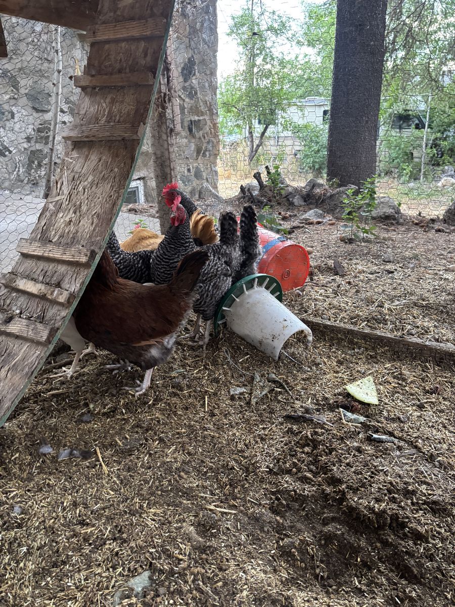6 laying hens
