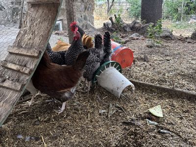6 laying hens