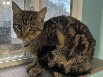 Domestic Short Hair
