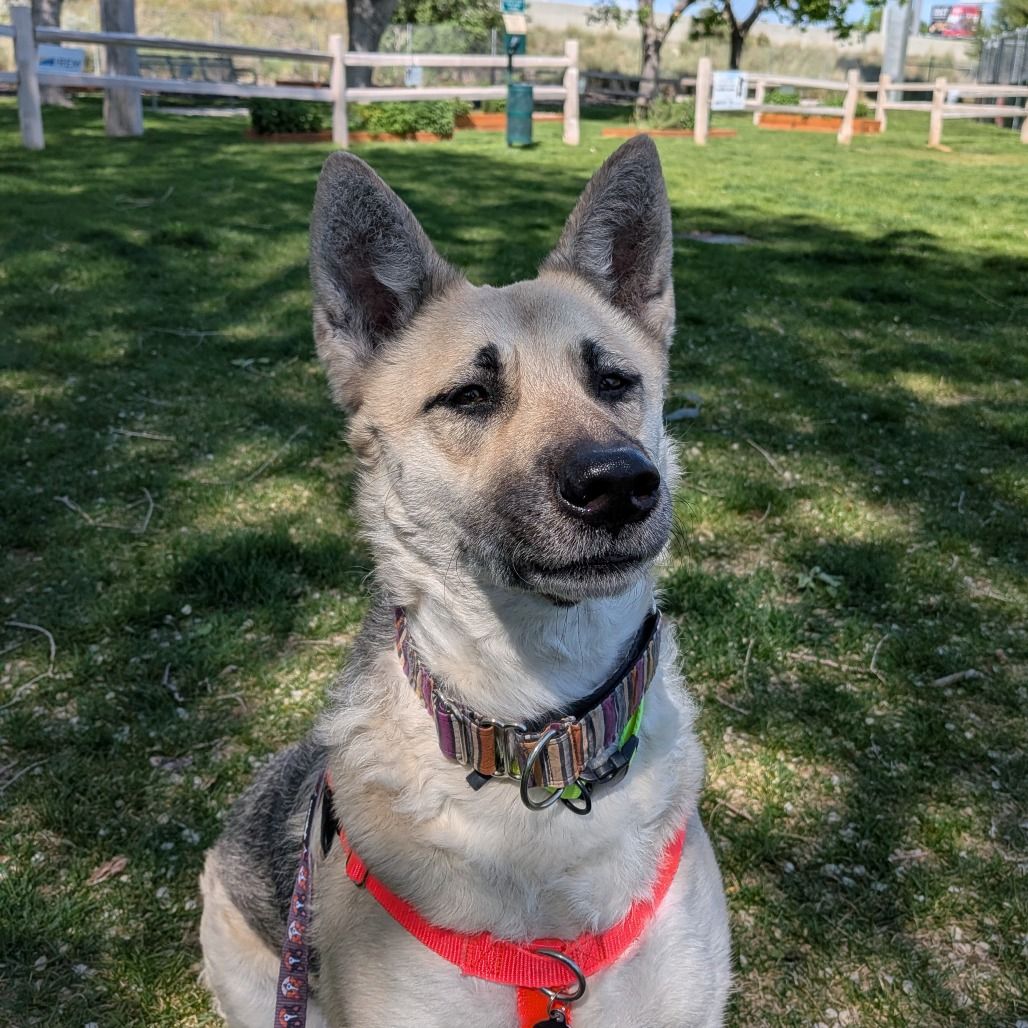 Hello my name is Ahsoka