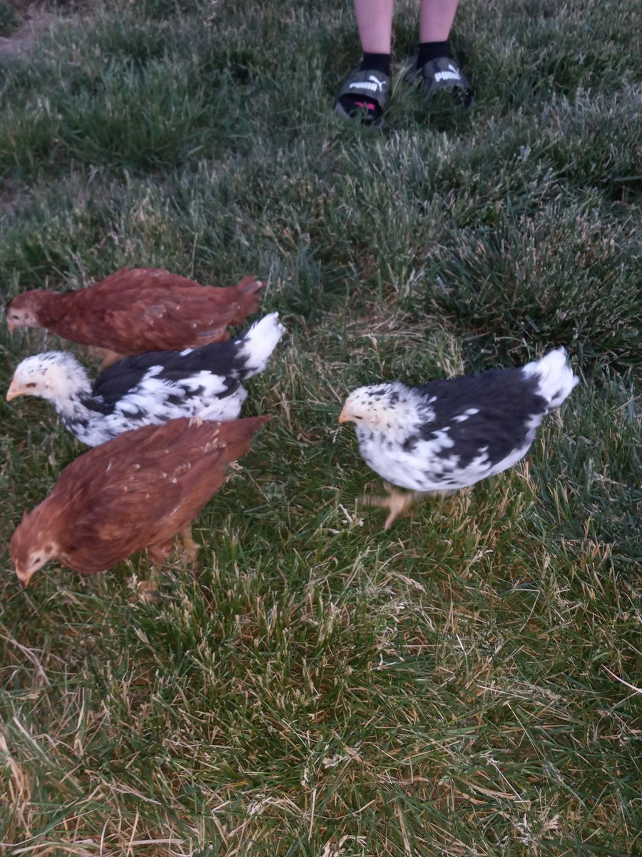 Free Chickens