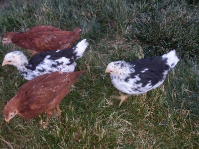 Free Chickens