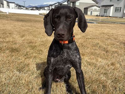 German Shorthair Pointer Male - 7 Months