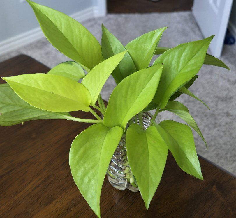 Neon Pothos Plant