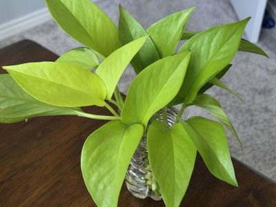 Neon Pothos Plant