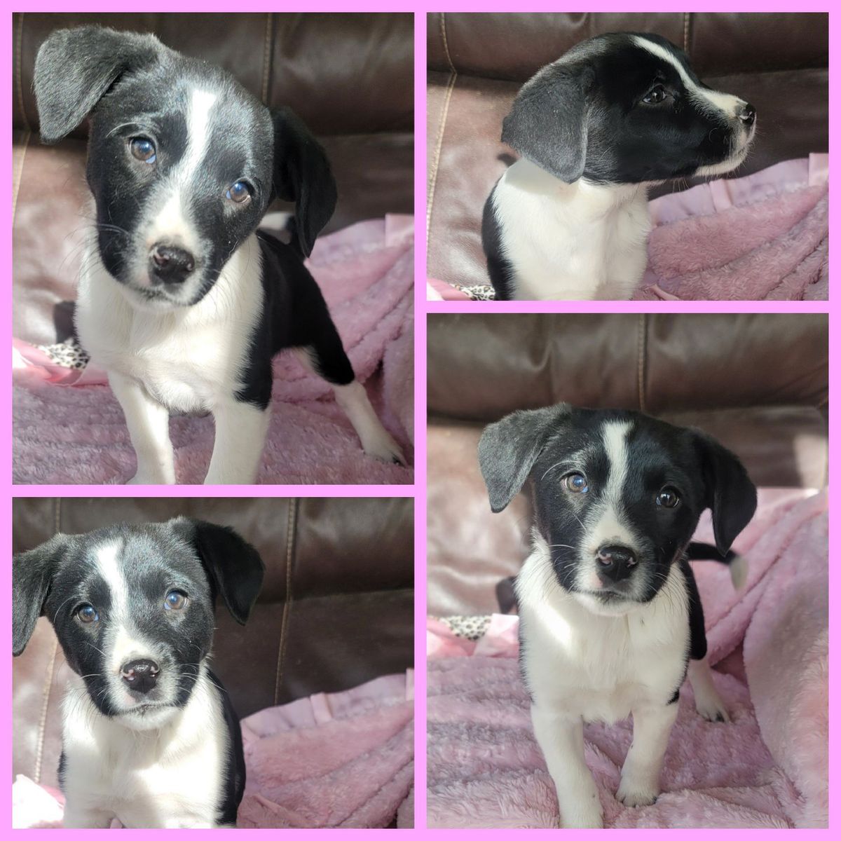 Sweet Foster mini Heeler mix