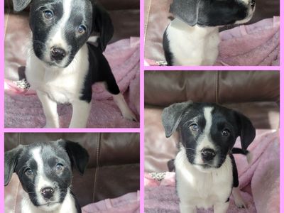 Sweet Foster mini Heeler mix