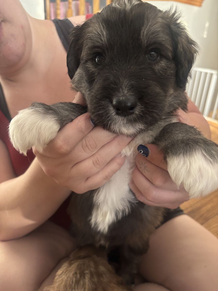MalaDoodle Puppies
