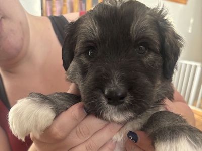MalaDoodle Puppies