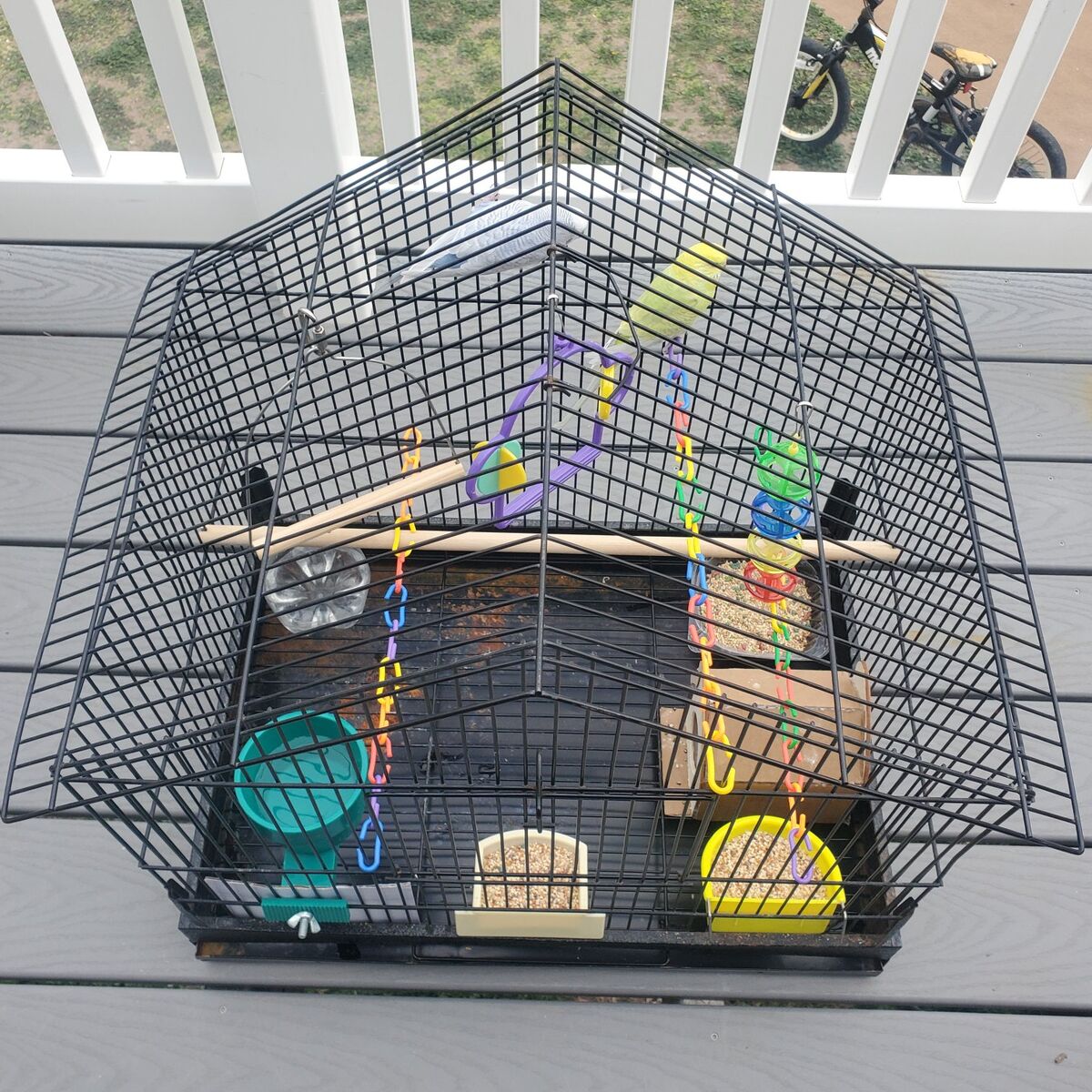 2 Parakeets With Cage